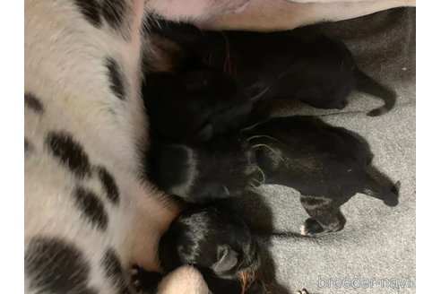 成約済の熊本県のミックス犬-341622の14枚目