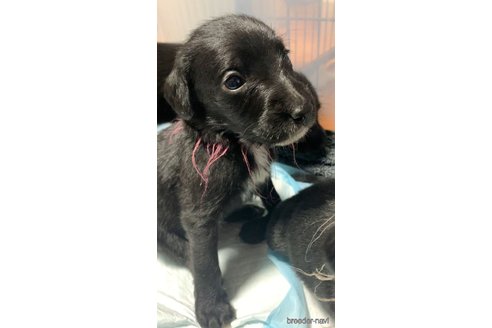 成約済の熊本県のミックス犬-341622の15枚目