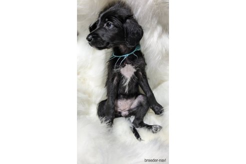 成約済の熊本県のミックス犬-341622の8枚目