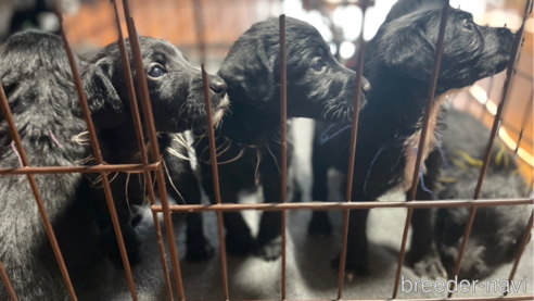 成約済の熊本県のミックス犬-341622の10枚目