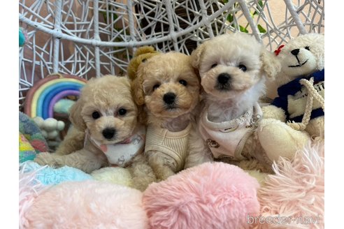 販売中の山形県のトイプードル-341631の8枚目