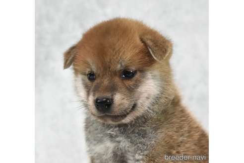 成約済の神奈川県の柴犬-341632