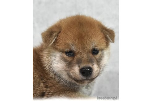 成約済の神奈川県の柴犬-341632の3枚目