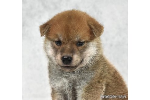 成約済の神奈川県の柴犬-341632の2枚目