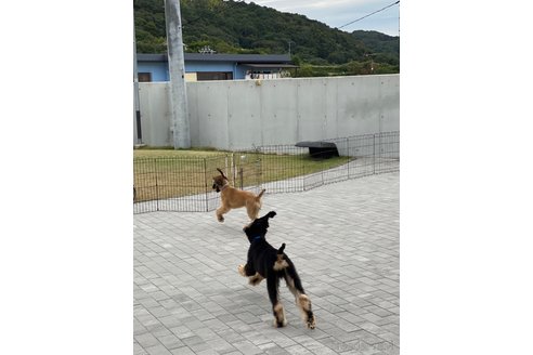 成約済の岡山県のアフガンハウンド-341644の8枚目