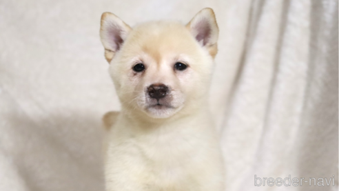 成約済の滋賀県の柴犬-341645の1枚目