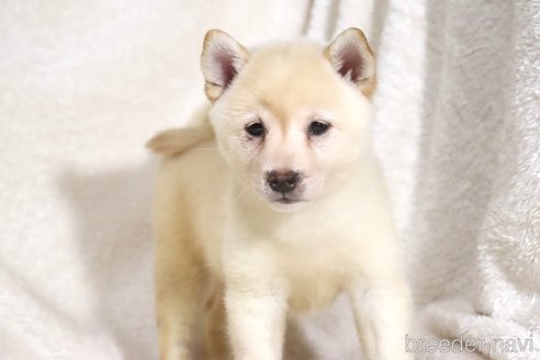 成約済の滋賀県の柴犬-341645の7枚目