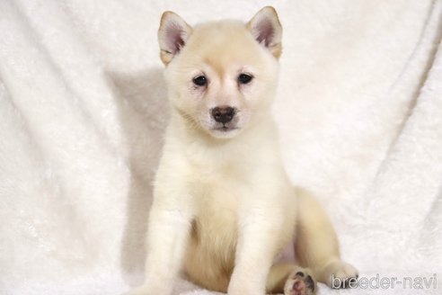 成約済の滋賀県の柴犬-341645の6枚目