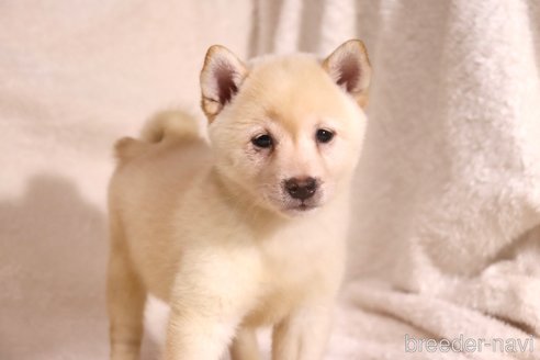 成約済の滋賀県の柴犬-341645の5枚目