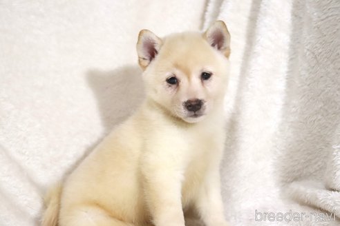 成約済の滋賀県の柴犬-341645の4枚目