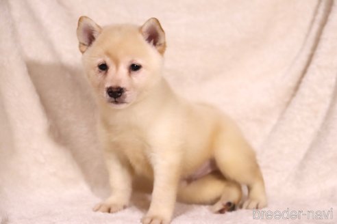 成約済の滋賀県の柴犬-341645の3枚目