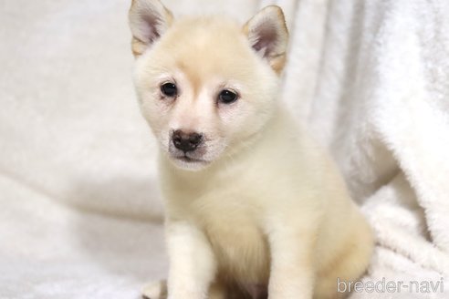 成約済の滋賀県の柴犬-341645の2枚目