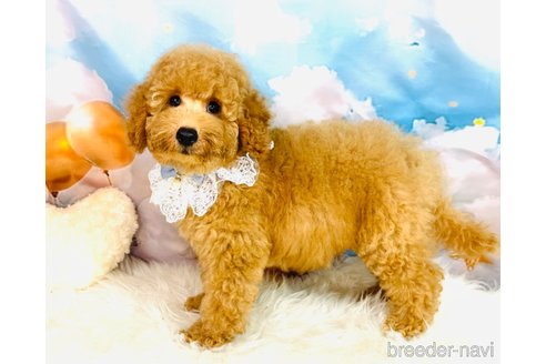 成約済の福岡県のミニチュアプードル-341646の11枚目