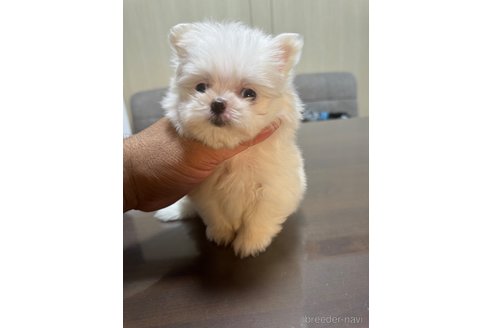 成約済の静岡県のポメマル:ポメラニアン×マルチーズ-341650の3枚目