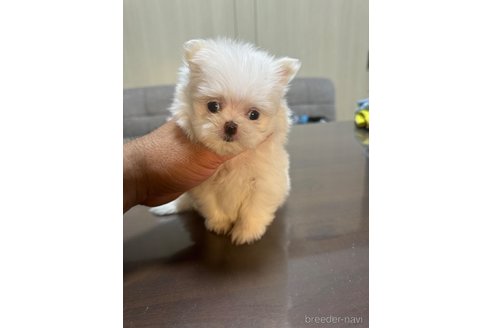 成約済の静岡県のポメマル:ポメラニアン×マルチーズ-341650の4枚目