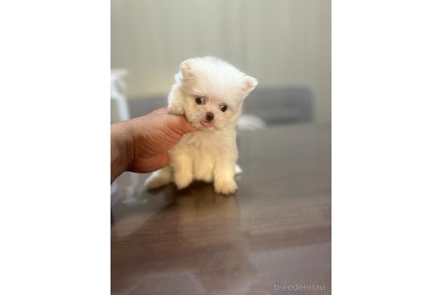 成約済の静岡県のポメマル:ポメラニアン×マルチーズ-341650の5枚目