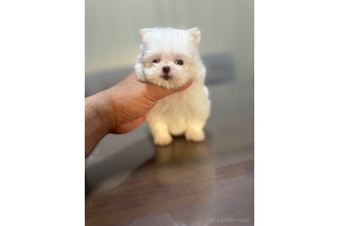 成約済の静岡県のポメマル:ポメラニアン×マルチーズ-341650の6枚目