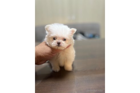 成約済の静岡県のポメマル:ポメラニアン×マルチーズ-341650の7枚目