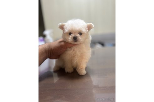 成約済の静岡県のポメマル:ポメラニアン×マルチーズ-341651の4枚目