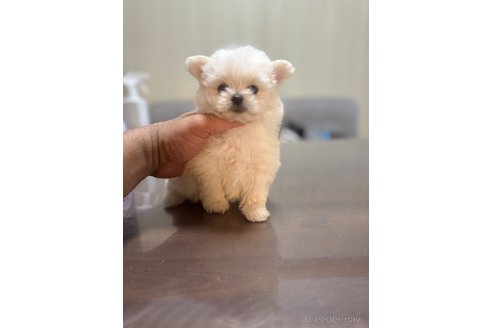 成約済の静岡県のポメマル:ポメラニアン×マルチーズ-341651の5枚目