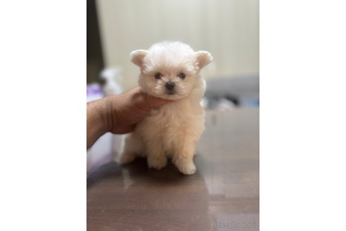 成約済の静岡県のポメマル:ポメラニアン×マルチーズ-341651の6枚目