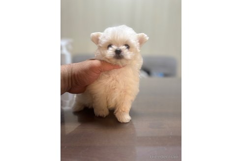 成約済の静岡県のポメマル:ポメラニアン×マルチーズ-341651の7枚目