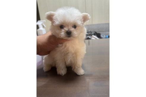 成約済の静岡県のポメマル:ポメラニアン×マルチーズ-341651の8枚目