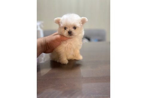 成約済の静岡県のポメマル:ポメラニアン×マルチーズ-341651の9枚目