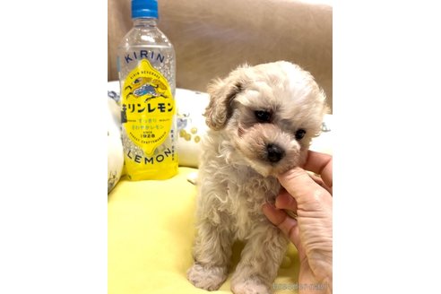 成約済の奈良県のマルプー:マルチーズ×トイプードル-341652の5枚目