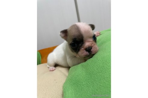 成約済の滋賀県のフレンチブルドッグ-339067の4枚目