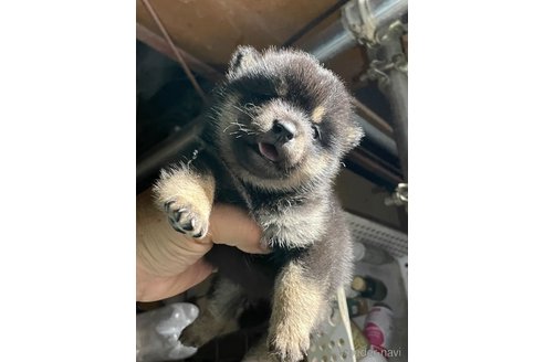 成約済の広島県の柴犬-341655の2枚目