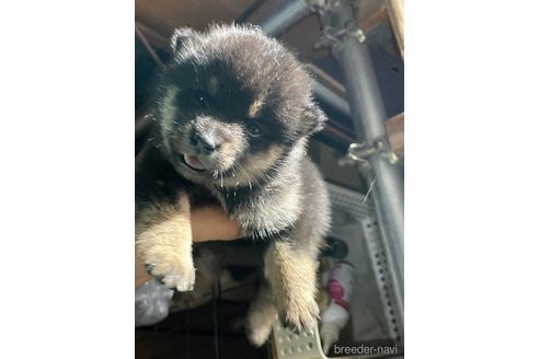 成約済の広島県の柴犬-341655の3枚目