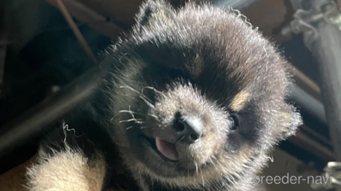成約済の広島県の柴犬-341655の1枚目