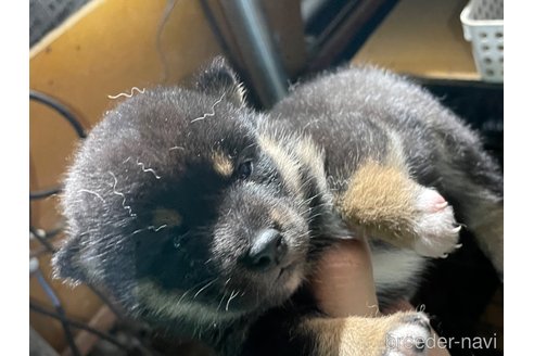 成約済の広島県の柴犬-341656の1枚目