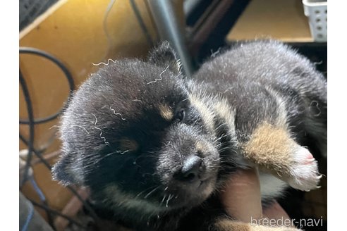 成約済の広島県の柴犬-341656の5枚目