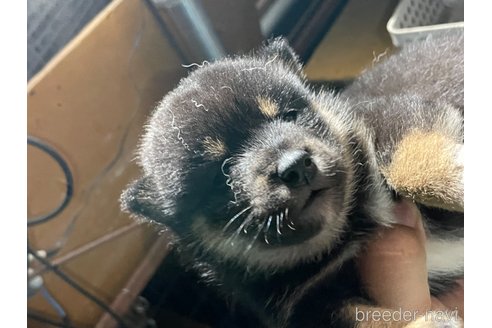 成約済の広島県の柴犬-341656の2枚目