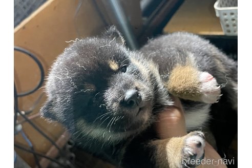 成約済の広島県の柴犬-341656の3枚目