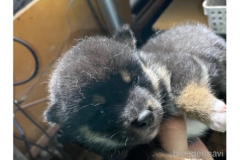 成約済の広島県の柴犬-341656の4枚目