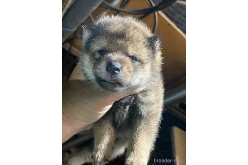 成約済の広島県の柴犬-341657の1枚目
