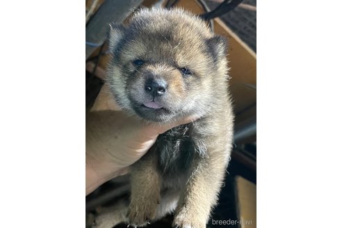 成約済の広島県の柴犬-341657の5枚目