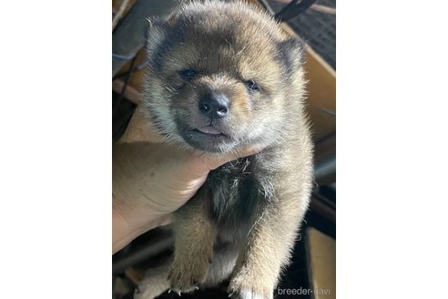 成約済の広島県の柴犬-341657の2枚目