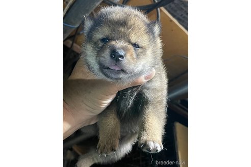 成約済の広島県の柴犬-341657の3枚目