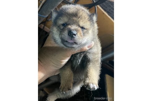 成約済の広島県の柴犬-341657の4枚目