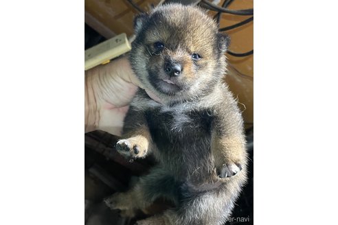 成約済の広島県の柴犬-341658の1枚目