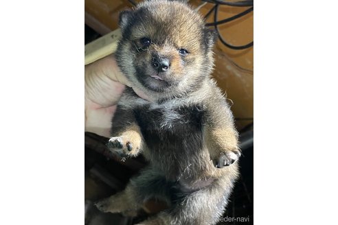 成約済の広島県の柴犬-341658の4枚目
