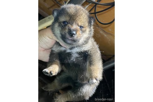 成約済の広島県の柴犬-341658の3枚目