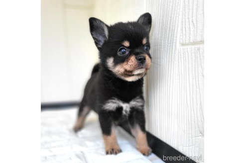 成約済の茨城県のミックス犬-339883の5枚目