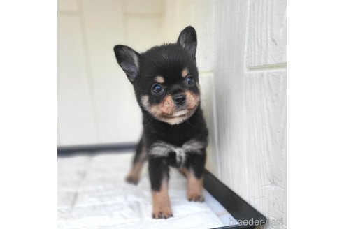 成約済の茨城県のミックス犬-339883の4枚目