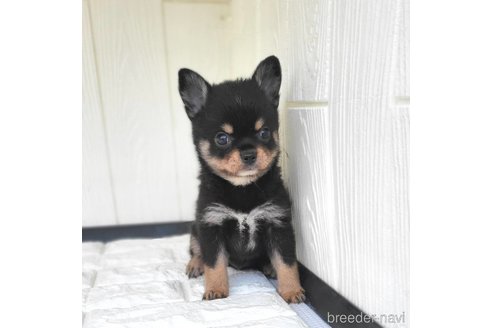 成約済の茨城県のミックス犬-339883の3枚目