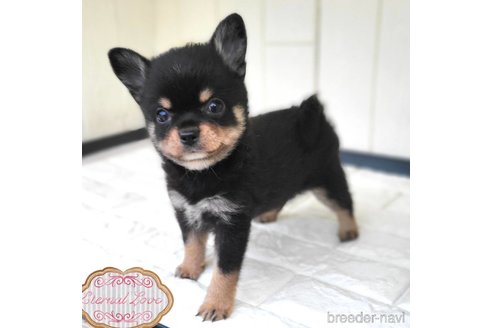 成約済の茨城県のミックス犬-339883の1枚目